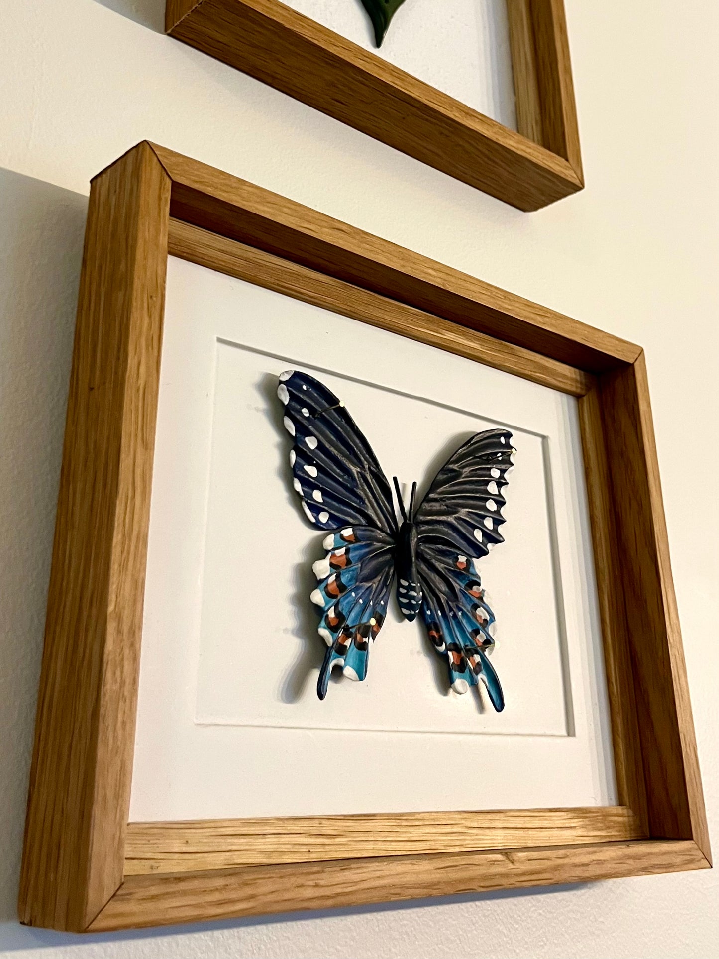Put that in your Pipe & Swallow it-The Pipevine Swallowtail