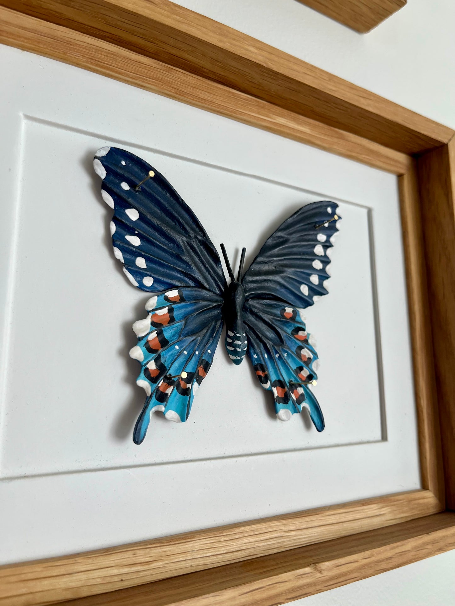 Put that in your Pipe & Swallow it-The Pipevine Swallowtail