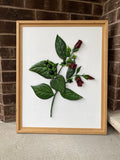 Nightshade Serenade